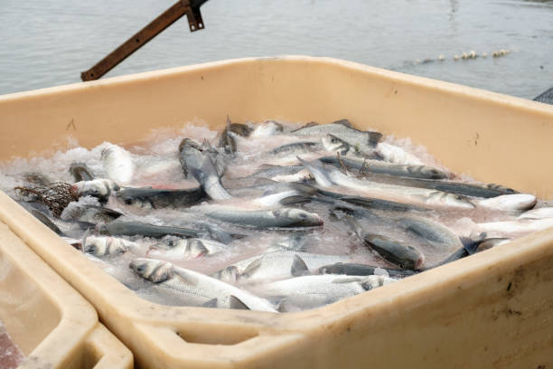 istock Unloading freshly caught fish with a transport basket 1217475073