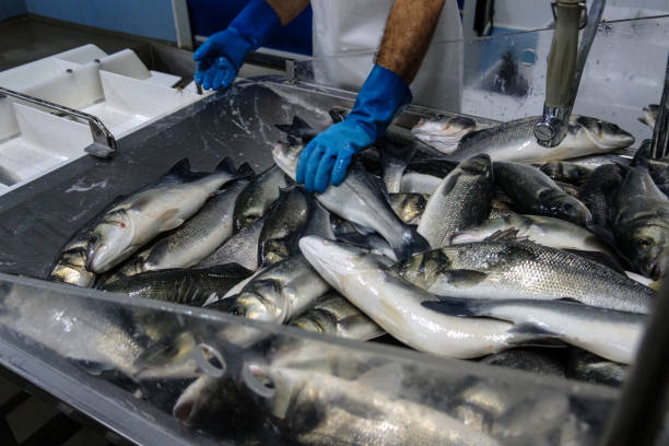 istock Fish in factory packaging area 1217475163