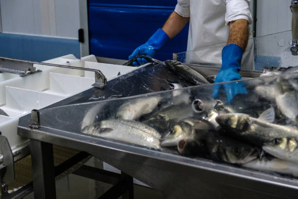 istock Fish in factory packaging area 1217475241