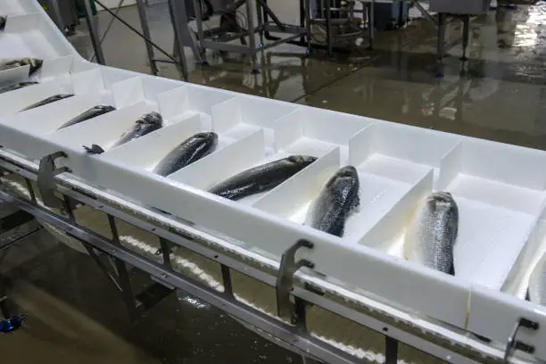 Photo of Fish in factory packaging area