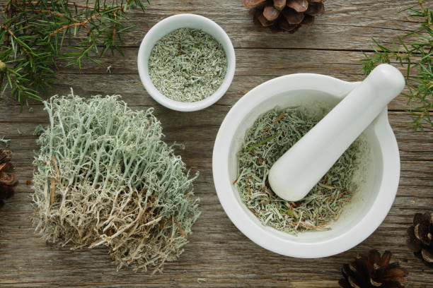 Healthy natural medicines of moss, lichen and juniper. Herbal medicine. stock photo