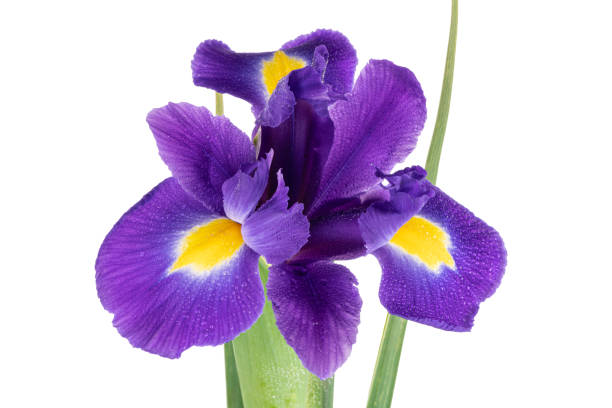 istock Beautiful dark purple iris flower isolated on white background 1217477607