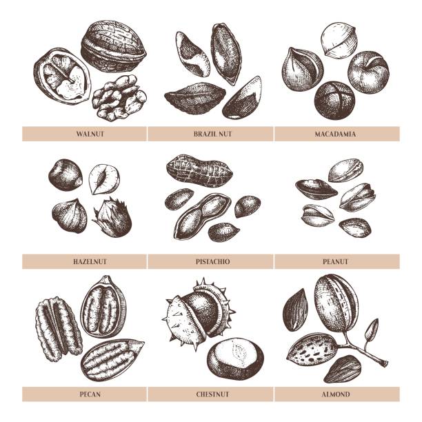 kolekcja ilustracji nakrętek wektorowych. - nut walnut almond brazil nut stock illustrations