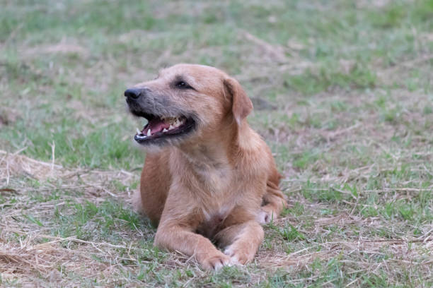 istock Brown dog in the garden background. 1217479335