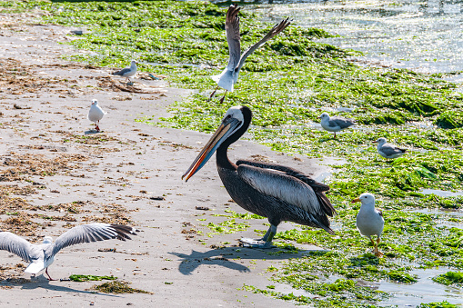A single pelican walking along the shore of Paracas, Peru among other birds.