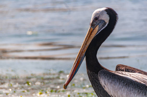 istock Pelican in Paracas, Peru 4 1217479600
