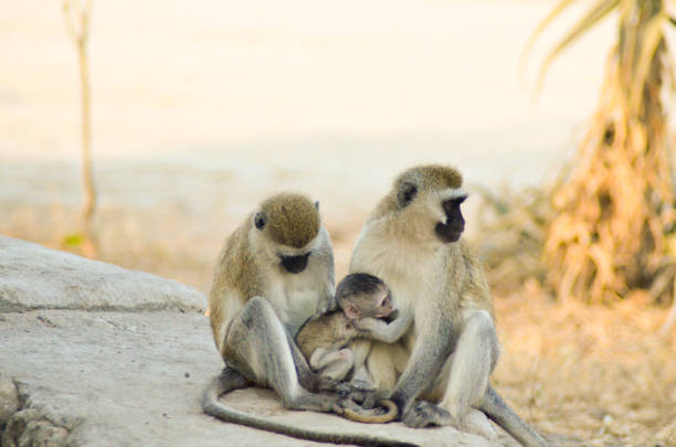 istock A baby monkey breast feeds on its mother while sitting in the lap of another monkey in Tarangire National Park in Tanzania, Africa 1217480372