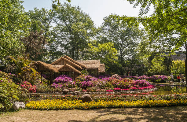 Straw roof barn over flowers at Humble Administrators garden, Suzhou, China. Suzhou China - May 3, 2010: Humble Administrators Garden. Long shot of light brown straw roof structure, barn, behind pink, yellow and white flower beds and pond with green foliage wall in back. lake tai stock pictures, royalty-free photos & images