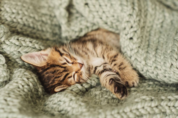 istock Kitten closed in towel warm sleepy small white 1217481145