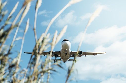 commercial aircraft flying low with some plants out of focus in the foreground, travel concept, copy space for text