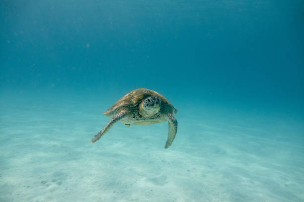 istock Sea turtle in the tropical seas 1217483138