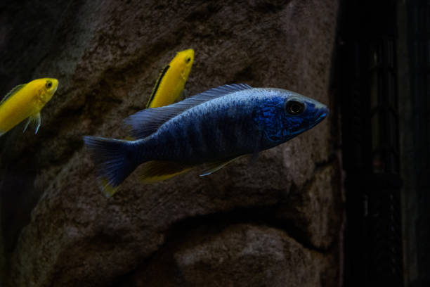 istock multicolor fish in an aquarium on a dark background with selective focus 1217486342