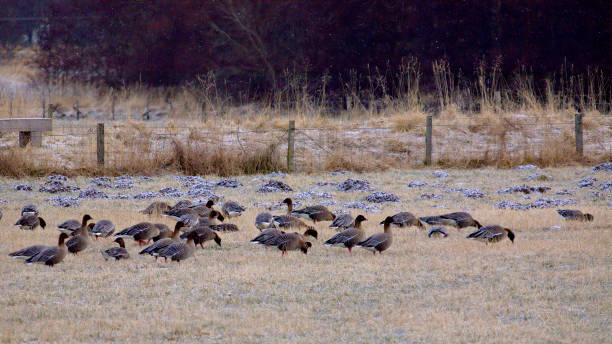 A flock of Pink-footed Geese graze in a meadow stock photo