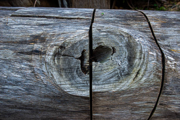 California Trees Texture of the woods