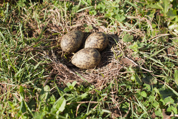 plover-eier im nest - charadrius stock-fotos und bilder