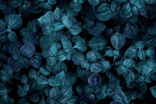 istock green leaves for background and wallpaper 1217500221