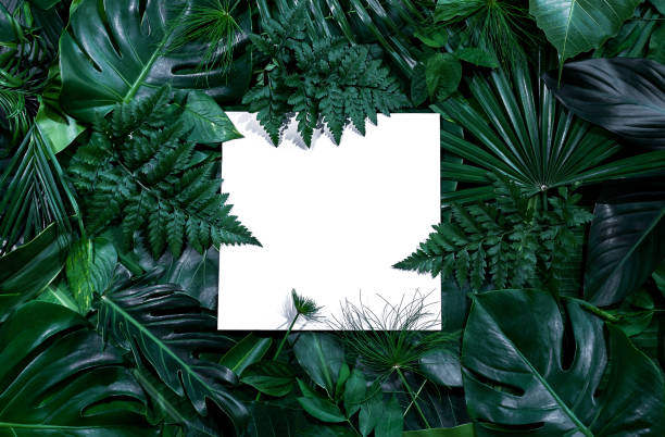 istock green leaves for background and wallpaper 1217500230