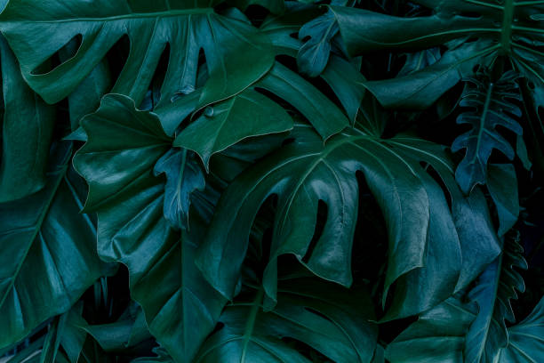 istock green leaves for background and wallpaper 1217500234