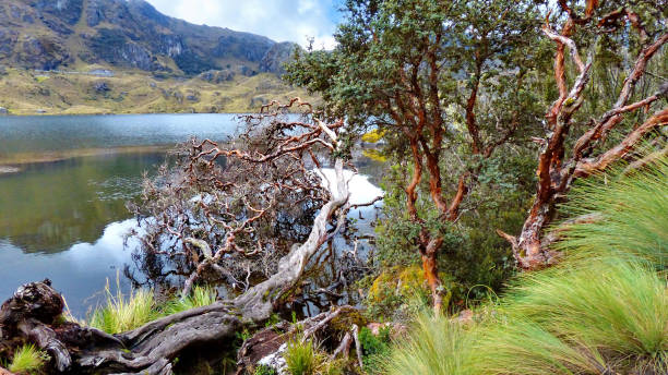 istock Paper tree at the lake coast, Ecuador 1217500498