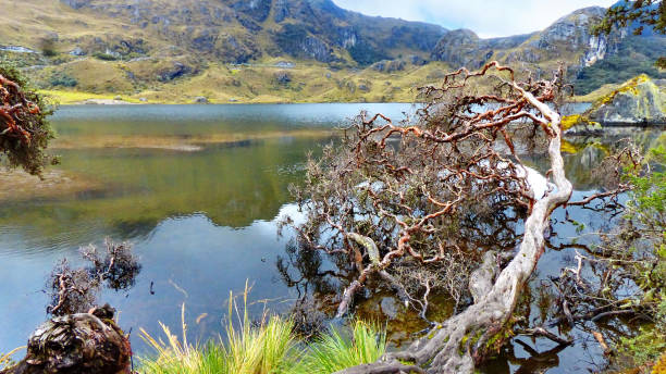 istock Paper tree at the lake coast, Ecuador 1217500501