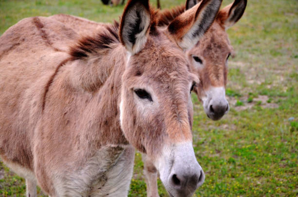 istock Two donkeys standing in a field 1217501673