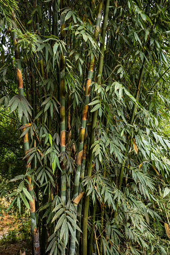 The Bamboo Forest of Sapa in Vietnam