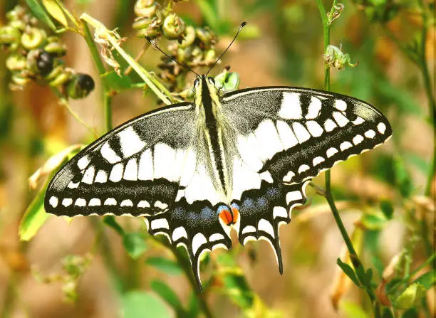 Photo of Butterfly, Dovetail