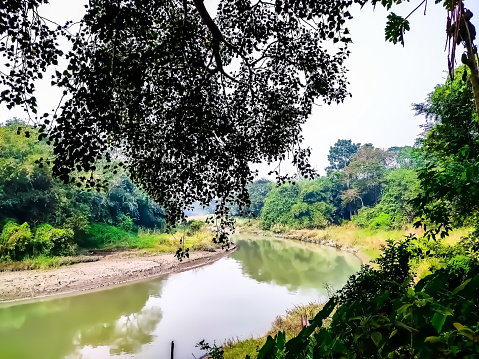 A large Sacred flg tree and a small flowing rural river in the morning in India.