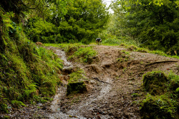istock Cattle and farm vehicle tracks 1217505970