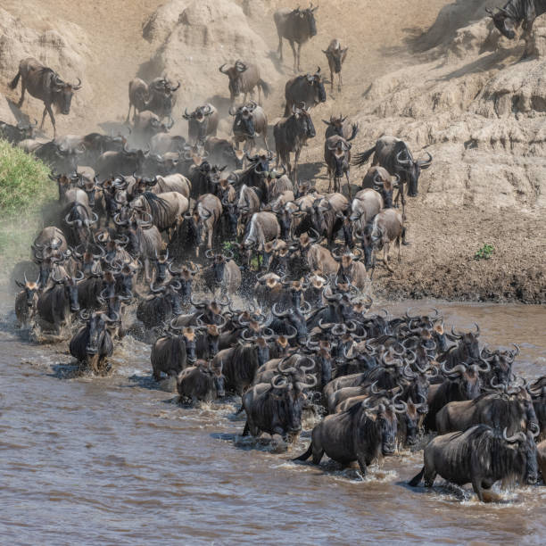 istock Wildebeest crossing the Mara river 1217505974