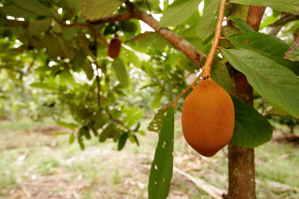 istock cupuacu plantation in southern Bahia 1217506219