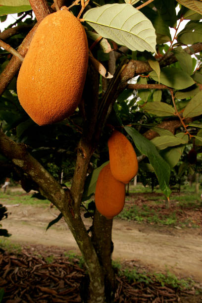 istock cupuacu plantation in southern Bahia 1217506681