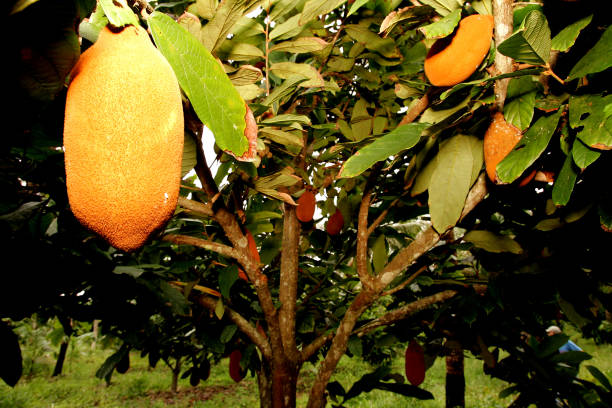 istock cupuacu plantation in southern Bahia 1217506694
