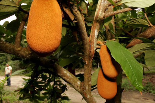 istock cupuacu plantation in southern Bahia 1217506700
