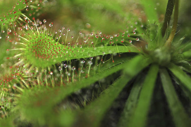 istock Close up of Spathulate Sundew 1217511553
