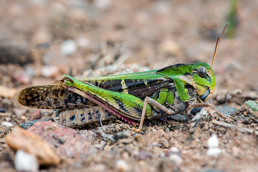 Extreme close ups of a Gastrimargus musicus or yellow winged locust on the ground