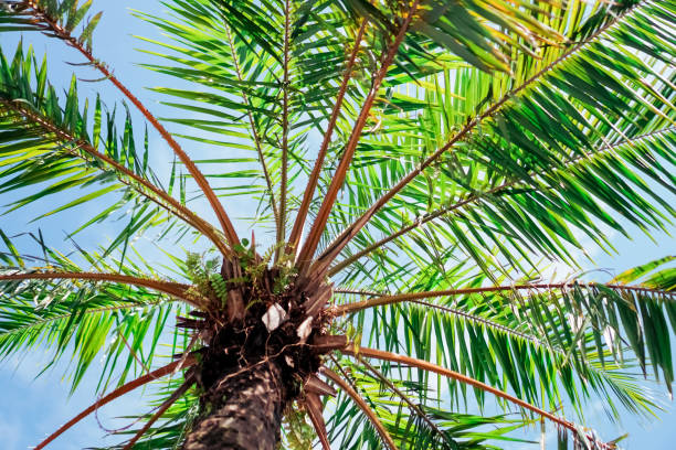 istock Tropical nature clean beach and white sand in summer with palm tree leaf sun light blue sky and bokeh abstract  background. 1217513149