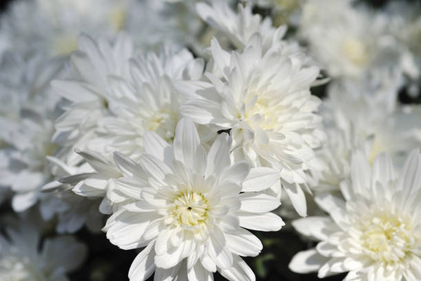 istock Chrysanthemum Taipei Taiwan 1217513686