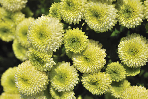 istock Chrysanthemum Taipei Taiwan 1217514248