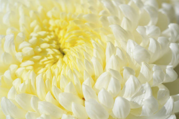 istock Chrysanthemum Taipei Taiwan 1217514252