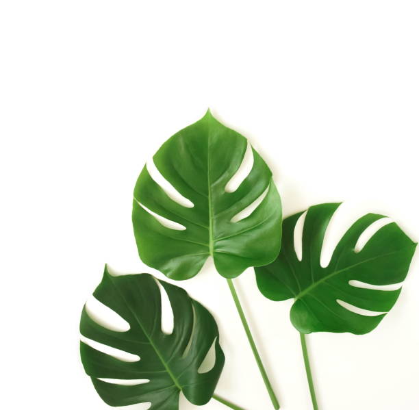 istock tropical green monstera leaves , branches pattern frame isolated on a white background. top view.copy space.abstract. 1217514306