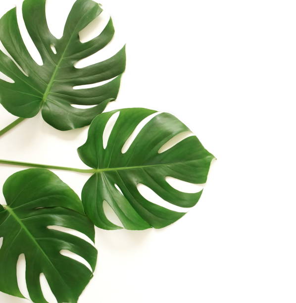istock tropical green monstera leaves , branches pattern frame isolated on a white background. top view.copy space.abstract. 1217514403