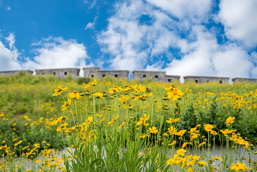 The view of Seoul's castle road, where the blue sky with clouds and the yellow flowers bloom.