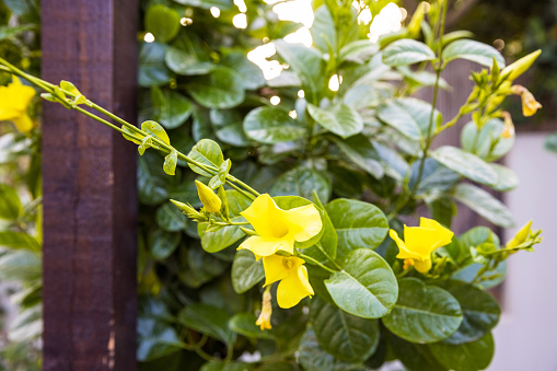 Garden, Summer, Spring - Image of flowers blooming on the garden Ivy