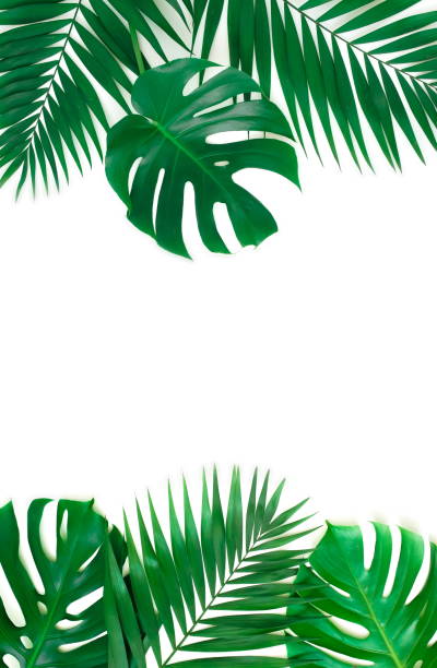 istock tropical green palm, monstera leaves , branches frame isolated on a white background. top view.copy space.abstract. 1217514772