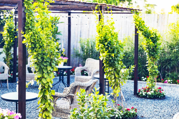 istock Beautiful Garden Patio Setup with Growing Creepers 1217515465