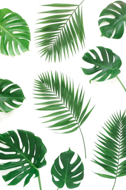 istock tropical green palm, monstera leaves , branches pattern isolated on a white background. top view.copy space.abstract. 1217515592