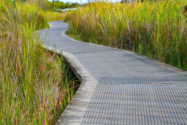 istock Wooden walkway through wetlands 1217515769