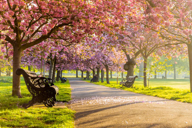 istock Benches on a path with green grass and cherry blossom or sakura flower. 1217515809