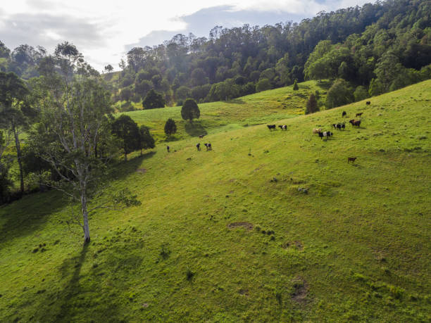 istock Aerial views over Australian Farm Landscape 1217515825